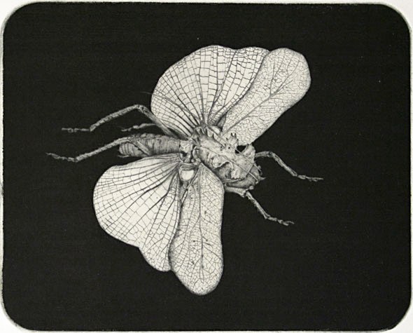2000 - Grasshopper with wings (black background)
