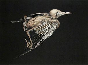 2003 - A Bird (black background, side-view)