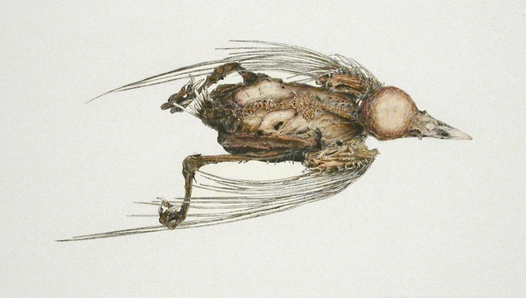 2006 - A Bird
